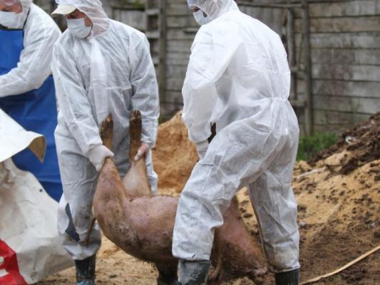 Африканская чума добралась до Армении | Caliber.Az