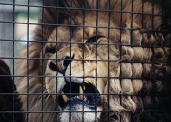 Sad Lion Изображения: просматривайте стоковые фотографии, векторные изображения