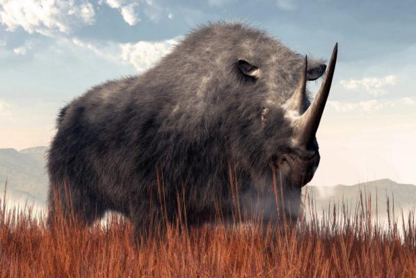 Human activity contributed to woolly rhinoceros' extinction suggest researchers