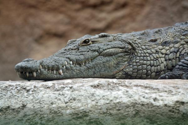 Teen ripped apart and beheaded by crocodile during fishing trip