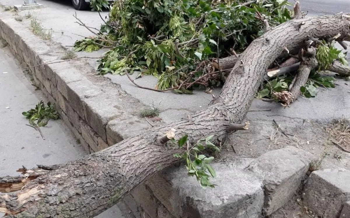 В Баку женщина пострадала от падения дерева 