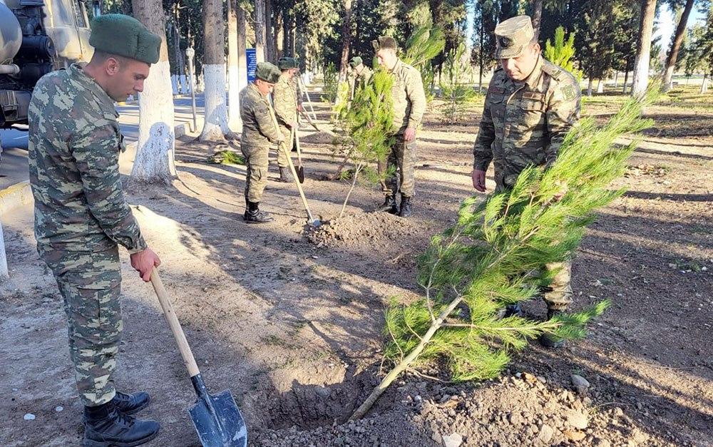 Проводится озеленение