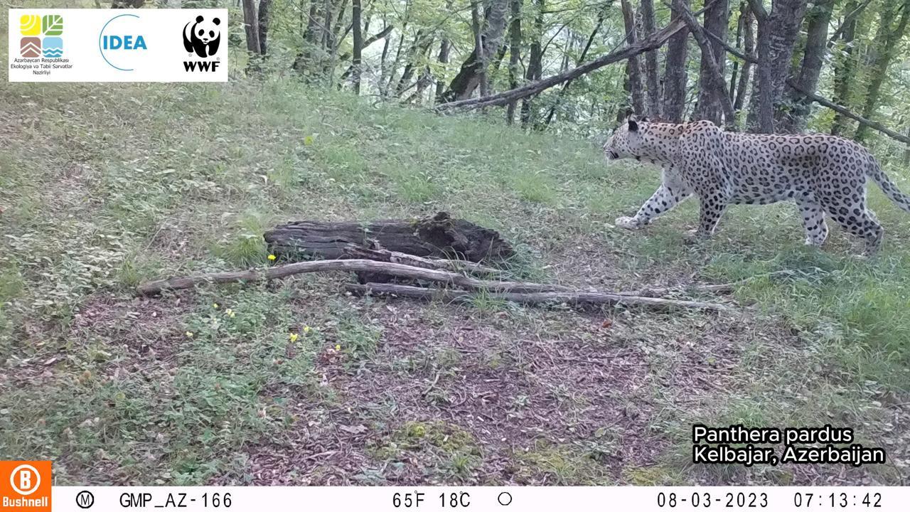 В Карабахе впервые замечен леопард - Эко-возрождение в действии / ФОТО