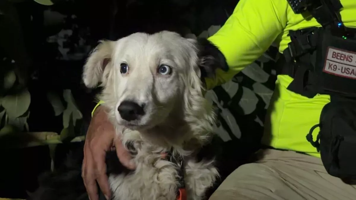 Rescue dog Tsunami becomes symbol of hope in Venezuela